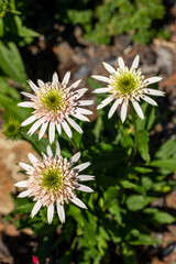 Flowers of  Echinacea - an herb stimulating the immune system