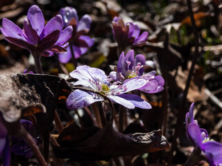 Close up shot of first of the spring wildflowers American Liverwort in sunlight. Lilac and purple blooms