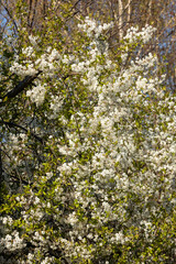 Fototapeta na wymiar Beautifully flowering cherry trees in the orchard
