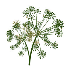 One green vector branch of dill seeds is on a white background