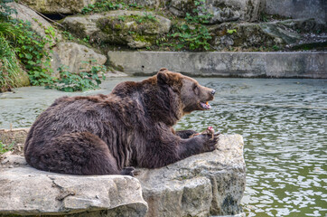 Braunbär am Essen
