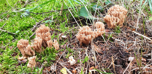 Panorama of yellow ramaria mushrooms in the form of coral grow in green grass.