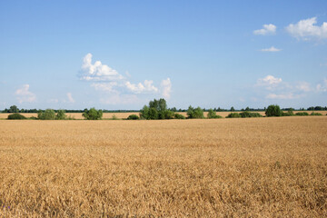 Obraz premium Several trees amidst a vast field of ripe wheat in summer. Agricultural land before harvesting grain. Picturesque rural landscape. Fluffy white clouds against the blue sky.