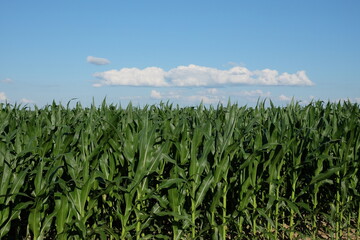 A cornfield under a clear blue sky. Agricultural landscape. Corn plants.