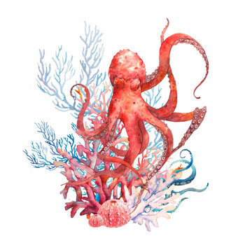 Red Octopus with corals watercolor artwork. Hand painted squid isolated on white background