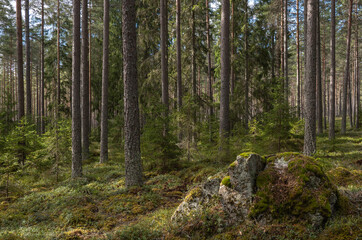 Pine tree forest landscape and natural mossy boulders
