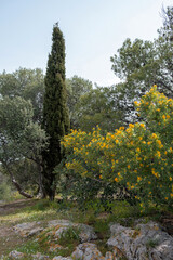 Naklejka premium Forest, spruce fir tree, nature background. Vertical.