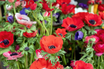 Anemone coronaria, poppy or windflower background, texture.
