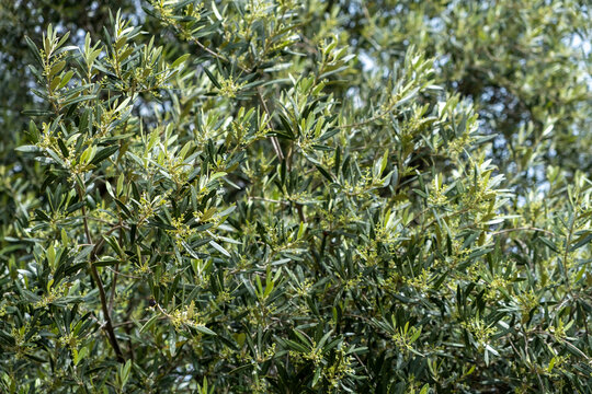 Olive tree with flowering buds background, texture.
