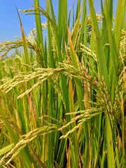 Rice field. Closeup of yellow paddy rice field with green leaf and Sunlight in the morning time.