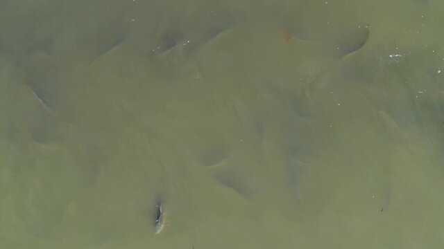 Aerial view of the carps and other fish on the fishpond of Crna Mlaka