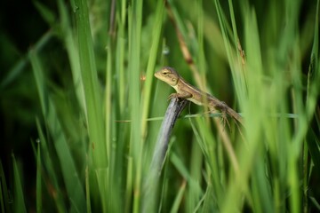 A small chameleon on a branch surrounded with green grass