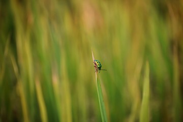 beautiful green and black striped bug hanging on tall grass