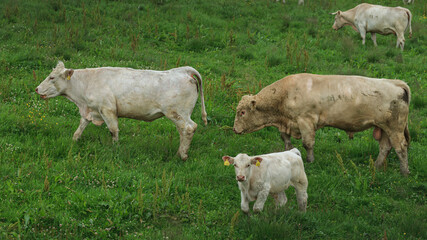 Fototapeta premium Dairy cows at countryside, green grass background