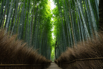 A bamboo path in Arashiyama, Kyoto, Japan.