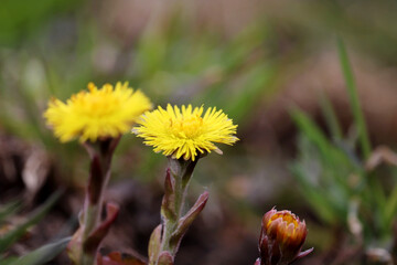 Coltsfoot flowers in spring forest. Blooming Tussilago farfara