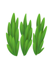Grass or bushes. Green spring grass. Fresh plants, garden botanical greens, herbs and leaves  isolated on white. Natural lawn meadow bushes, floral vegetation. Element to create a scene