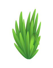 Grass or bushes. Green realistic spring grass. Fresh plants, garden botanical greens, herbs and leaves  isolated on white. Natural lawn meadow bushes, floral vegetation