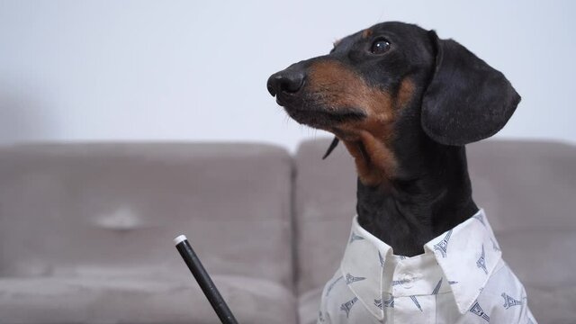 Funny dachshund in white shirt writes with black felt-tip pen. Pet stops and looks up thoughtfully for inspiration. Dog does homework or draws, writes poetry.