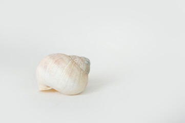 Einzelnes Schneckengehäuse auf weißem Hintergrund
