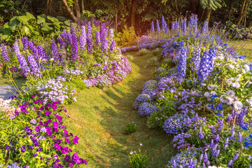 path leading through a flower garden with delphinium high inflorescences violet flowers.
