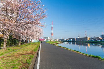 Fototapeta na wymiar 鶴見川と桜の風景【Scenery of Japan in spring】
