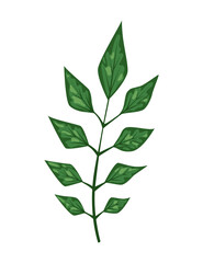 Tropical abstract green isolated leaves. Botanical element for marketing cosmetics spa or beauty care products. Leaf of exotic plant