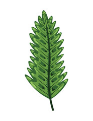 Tropical abstract green isolated leaves. Botanical element for marketing cosmetics spa or beauty care products. Leaf of exotic plant