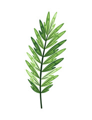 Tropical abstract green isolated leaves. Botanical element for marketing cosmetics spa or beauty care products. Leaf of exotic plant