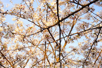  Tokyo, Japan - March 2021: Beautiful cherry blossom, sakura, over blue sky at Chidori-ga-fuchi park during spring, closeup - 桜 千鳥ヶ淵 緑道の桜 東京 日本