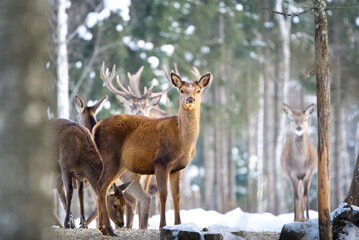 Red deer in winter forest looking to camera. wildlife, Protection of Nature. Cervus elaphus in cold winter day. Beautiful deer in its natural habitat in the winter forest, wildlife poster, print