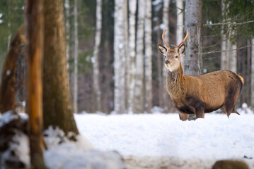 Red deer in winter forest looking to camera. wildlife, Protection of Nature. Cervus elaphus in cold winter day. Beautiful deer in its natural habitat in the winter forest, wildlife poster, print