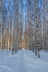 forest in winter