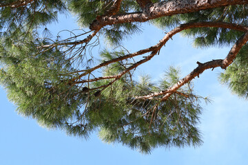 pine tree against the blue sky