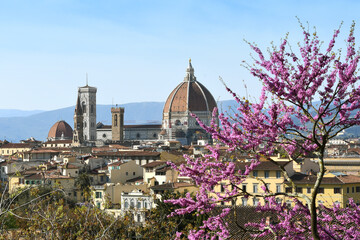 Beautiful view of the Cathedral of Santa Maria del Fiore in Florence with flowering judas tree in...