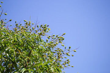 Light green lychee closes up in early summer in Thailand Agricultural fruit, a fruit that is growing in full branches In the summer Young lychee.