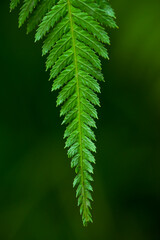Close-up macro shot of beautiful patterns of nature on summer fern leaf on dark background.