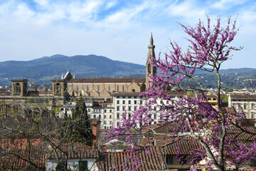 Florence, April 2021: View of the Basilica of the Holy Cross in Florence with flowering judas tree in spring. Italy