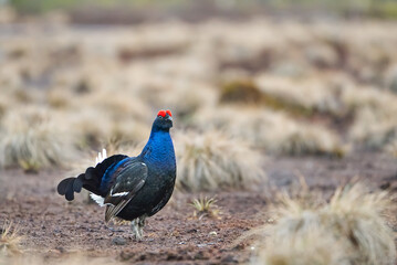 Lekking black grouse at morning on spring bog. Spring colors of morning moors with black grouse, blackcock. Lekking Male Black Grouse lek game at sunrise. Lyrurus tetrix lekking in Estonia, Saaremaa