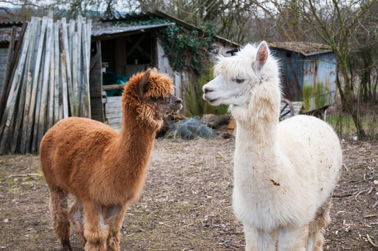 a brown and a white alpaca are standing in front of a shack in the countryside