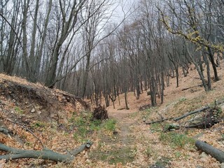 Wooded gorge between the slopes of the Zhiguli Mountains