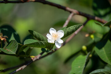 Close-up Beautiful white guava flowers in full bloom before the little guava grows out. On the farm of Thailand in the