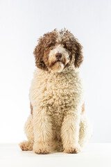 Spanish Water Dog in need of trimming, sitting in a white background looking at the camera