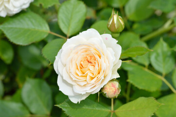 Rose, flower roses in roses garden