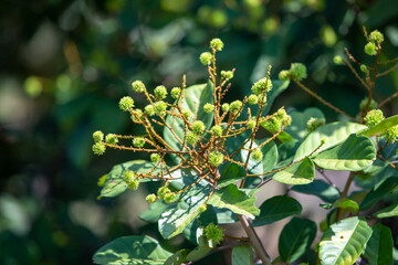 Close-up young Rambutan, small, green, just grows in the summer in Thailand. Fruit agriculture