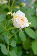 Rose, flower roses in roses garden