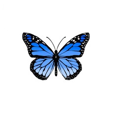 Schmetterling Blau