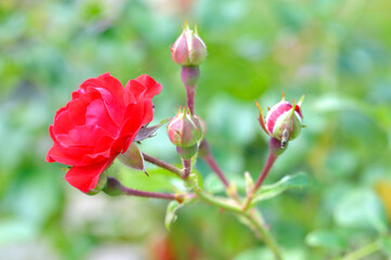 Rose, flower roses in roses garden
