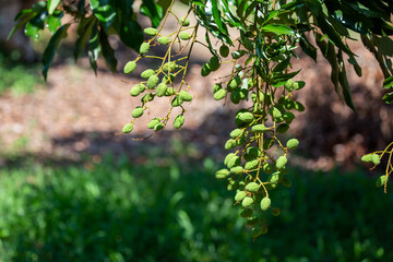 Light green lychee closes up in early summer in Thailand Agricultural fruit, a fruit that is growing in full branches In the summer Young lychee.