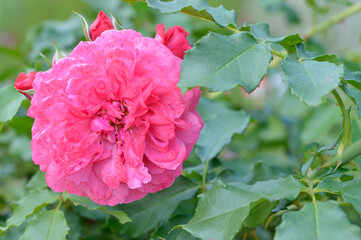 Rose, flower roses in roses garden